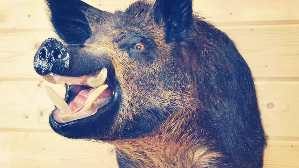 wild boar head