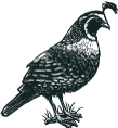 engraving-quail