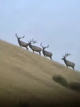 Tule Elk